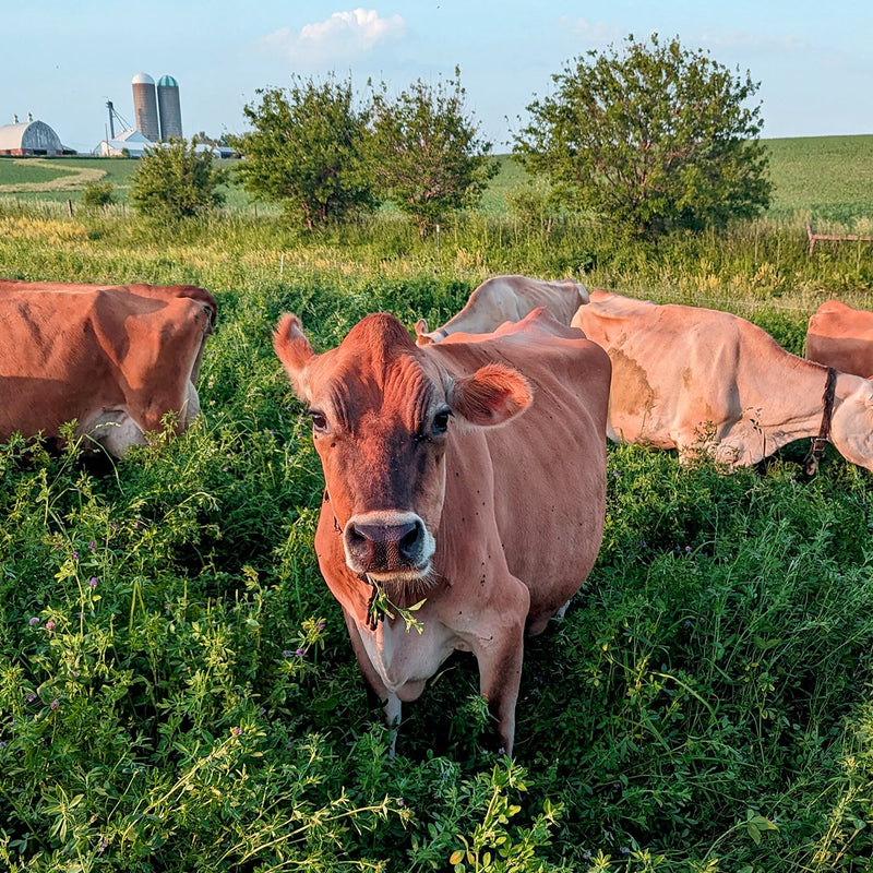 The Cream of the Crop: Kalona SuperNatural Buttermilk