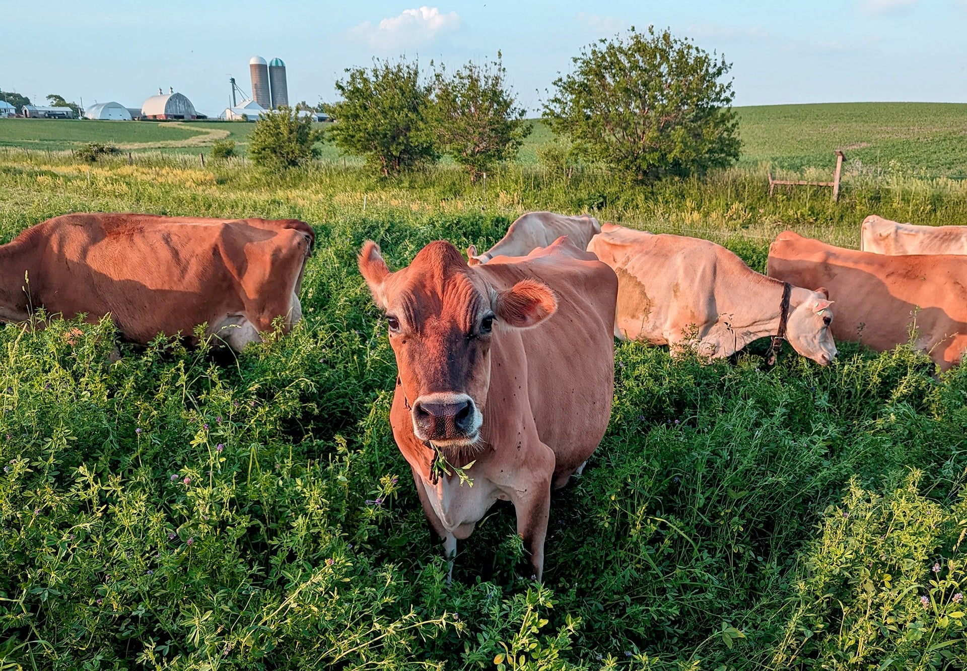The Cream of the Crop Kalona SuperNatural Buttermilk