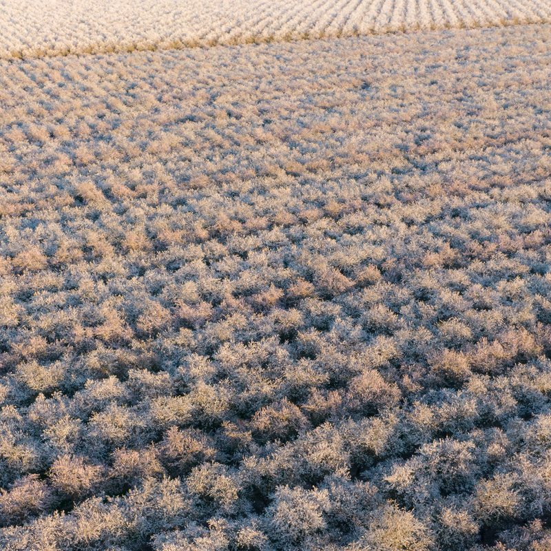 Almonds aren’t as thirsty as you’ve been told.